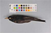 藏品(紅嘴黑鵯)的圖片